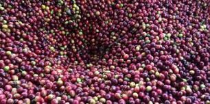 Le cours du caf&eacute; n'a cess&eacute; de grimper la semaine derni&egrave;re - RFI | Chicor&eacute;e | Scoop.it