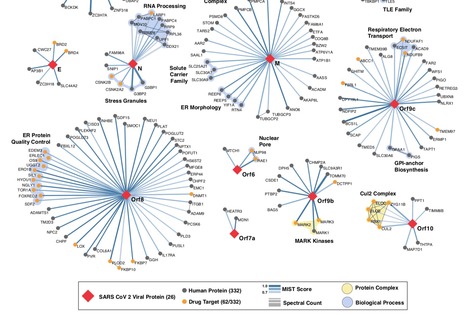 A SARS-CoV-2-Human Protein-Protein Interaction Map Reveals Drug Targets and Potential Drug-Repurposing | Virus World | Scoop.it