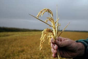 Arles : augmenter la production de riz ça reste toujours du... Chinois | Camargue Nature | Scoop.it