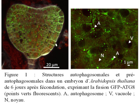 L&rsquo;autophagie, un acteur indispensable au remplissage du grain chez Arabidopsis | Life Sciences Universit&eacute; Paris-Saclay | Scoop.it
