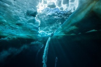 Antarctic's Ice Shelves Melting From the Bottom Up | Science News | Scoop.it