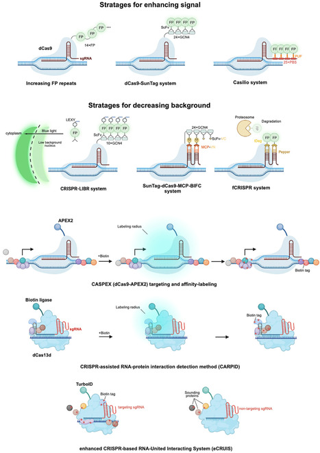 Expanding horizons of CRISPR applications beyond genome editing | Tin | RMH | Scoop.it