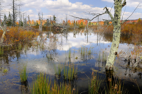 Bad News For Polluters: EPA Moves To Better Protect Streams And Wetlands | Coastal Restoration | Scoop.it