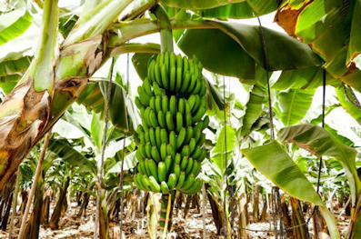 Lidl in Deutschland feiert Fairbruary mit Pionierarbeit für faire Bananen | Sustainable Procurement News - Deutschland, Österreich, Schweiz | Scoop.it
