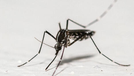 Les moustiques gagnent du terrain en Europe et avec eux les virus se propagent | Biodiversité - @ZEHUB on Twitter | Scoop.it