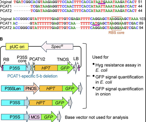 Generation of promoters enabling high-level constitutive gene expression in both plants and Escherichia coli | brvp | RMH | Scoop.it
