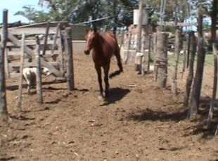 Le calvaire des chevaux en Argentine | Cheval et Nature | Scoop.it