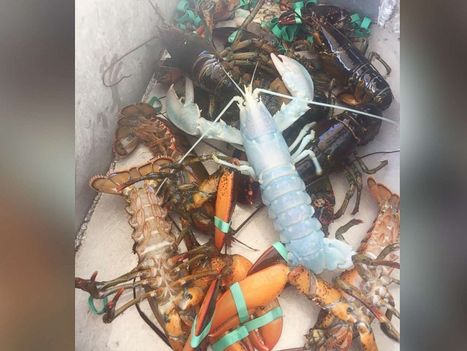États-Unis : un pêcheur découvre un homard translucide | EntomoNews | Scoop.it
