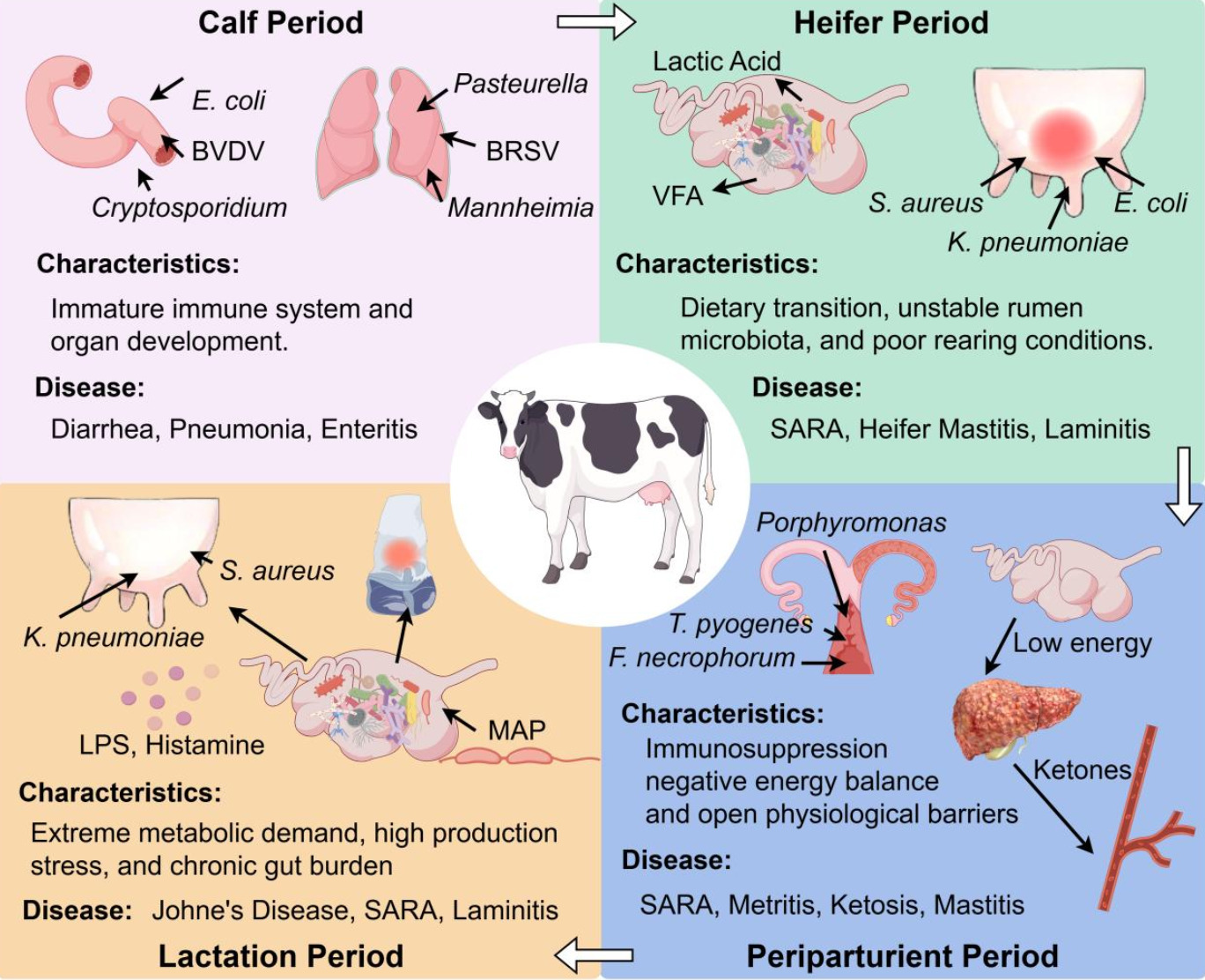 Microbial landscapes in dairy cow diseases: fro...