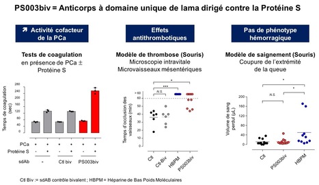 Un anticorps à domaine unique très original dirigé contre la protéine S anticoagulante | Life Sciences Université Paris-Saclay | Scoop.it