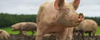 Scientists Race to Build Vaccine for African Swine Fever | Virus World | Scoop.it