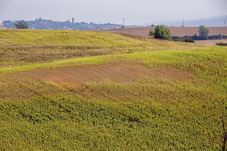 CLIMAT : &laquo;&nbsp;Encore un &eacute;t&eacute; comme celui-l&agrave; et il n&rsquo;y aura plus de c&eacute;r&eacute;aliers dans le coin&nbsp;&raquo;&nbsp;: en Haute-Garonne, le ma&iuml;s ou le sorgho ne r&eacute;sistent pas aux chaleurs extr&ecirc;mes | CIHEAM Press Review | Scoop.it