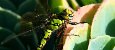 11ème journée entomologique de Gembloux | Variétés entomologiques | Scoop.it