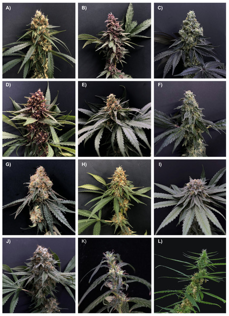 Review in Genome • Torkamaneh Lab 2023 • Genomics-based taxonomy to clarify cannabis classification | Reviews | Scoop.it