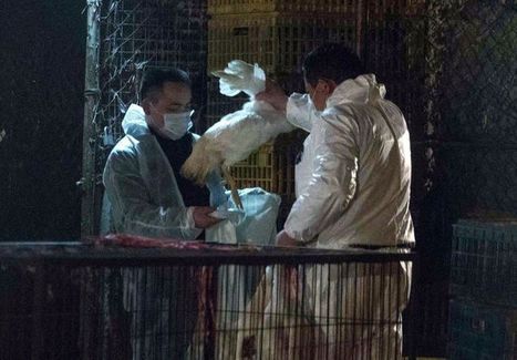 Grippe aviaire en Chine: Shanghai ferme ses marchés aux volailles | La Gazette des abattoirs | Scoop.it