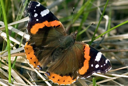 LuontoPortti - verkkolehti - lajiesittely | 1Uutiset - Lukemisen t&auml;hden | Scoop.it