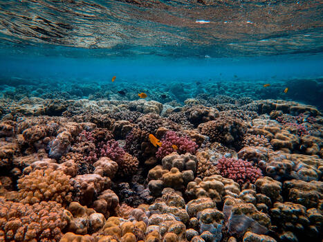 As coral reefs get hit by climate warming, ocean protection rises up political agenda | Coastal Restoration | Scoop.it