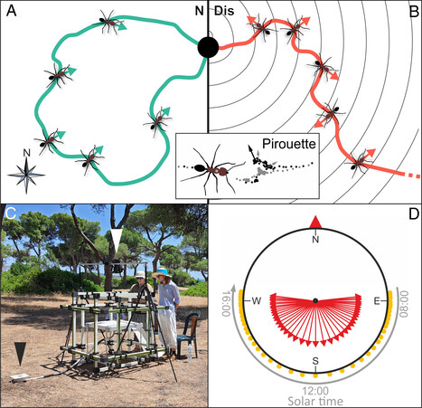 Les fourmis utilisent le champ magnétique terrestre pour s’orienter | EntomoNews | Scoop.it