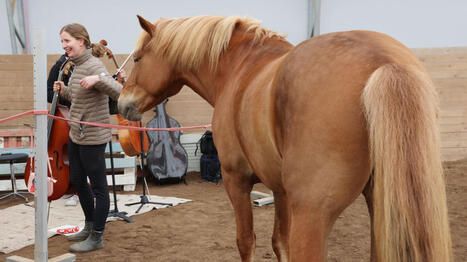 Watch: Horses relax with classical concert in Finnish Lapland | Yle News | Yle | Ei lakastunut lehti | Scoop.it