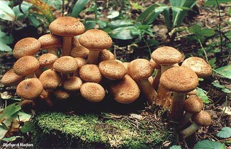 Largest Living Organism Giant Honey Mushroom I