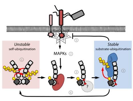 Changes in PUB22 Ubiquitination Modes Triggered by MITOGEN-ACTIVATED PROTEIN KINASE3 Dampen the Immune Response | The Plant Cell | Scoop.it