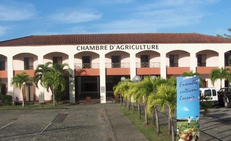 Pas de Salon d’agriculture pour la chambre d’agriculture de la Martinique | Revue Politique Guadeloupe | Scoop.it