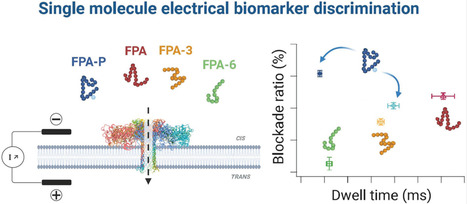 Discrimination de biomarqueurs de la coagulation et identification de modification post-traductionnelle à travers un nanopore | Life Sciences Université Paris-Saclay | Scoop.it