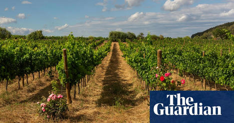 SPAIN : Days of wine and olives, how the old farming ways are paying off | Revue de presse - Club DEMETER | Scoop.it