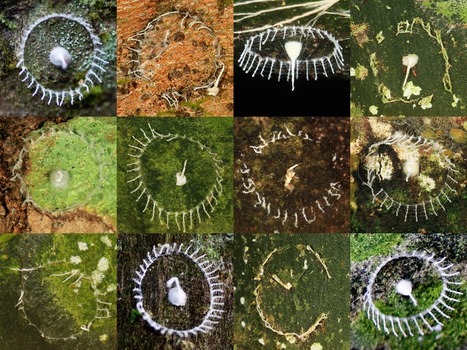 Les chercheurs sont allés en Amazonie pour savoir qui construisait les étranges structures | EntomoScience | Scoop.it