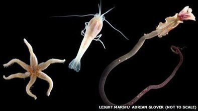 Interactive video: Deep sea mining raises serious ecosystem concerns | OUR OCEANS NEED US | Scoop.it