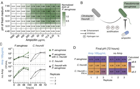 Feeding your enemy's enemy: Acidifying bacteria inhibit pathogenic bacteria more strongly with increasing glucose | brveco | RMH | Scoop.it