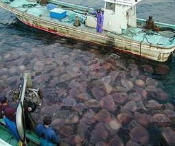 Overfishing of small species causes jellyfish curse | OUR OCEANS NEED US | Scoop.it