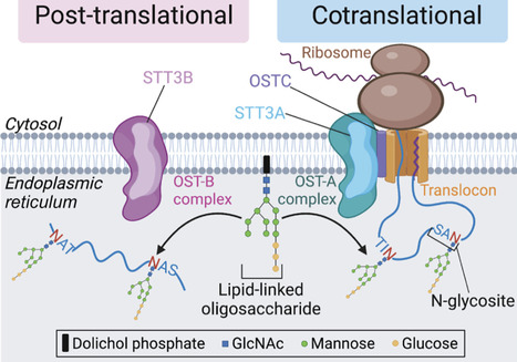 Expanding roles of N-glycosylation in the endoplasmic reticulum | Tin | RMH | Scoop.it