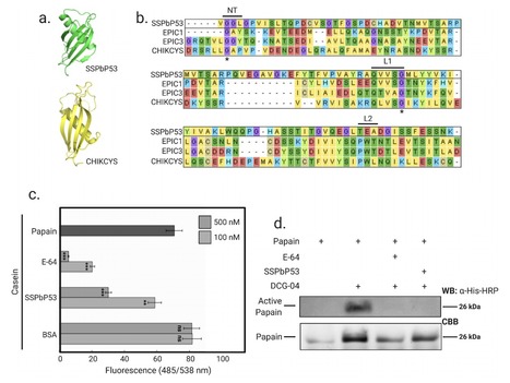Original Paper in Virulence &bull; P&eacute;rez-L&oacute;pez Lab 2021 &bull;&nbsp;A clubroot pathogen effector targets cruciferous cysteine proteases to suppress plant immunity | Originals | Scoop.it