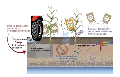 Review in Front Soil Sci • Dessureault-Rompré Lab 2022 • Restoring Soil Functions and Agroecosystem Services Through Phytotechnologies | Reviews | Scoop.it