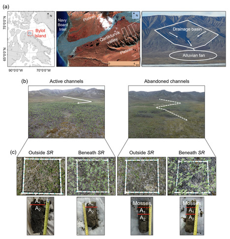 Original Paper in Ecosystems • Maire Lab 2023 • Hydrological Regime and Plant Functional Traits Jointly Mediate the Influence of Salix spp. on Soil Organic Carbon Stocks in a High Arctic Tundra | Originals | Scoop.it