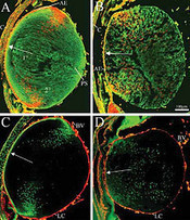 Free Libertas Academica Publication Images now in Flickr | Immunology for University Students | Scoop.it