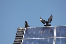 Panneaux photovoltaïques : les pigeons font chuter le rendement ! | Build Green, pour un habitat écologique | Scoop.it