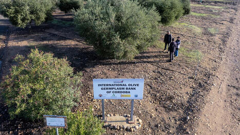 Svalbard Seed Vault to Receive First Olive Seeds in Bid to Protect Genetic Diversity | OLIVE NEWS | Scoop.it