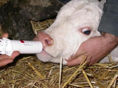 Légère baisse de l’exposition aux antibiotiques chez les bovins | SCIENCES DE L' ANIMAL | Scoop.it