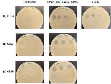 Analysis of a detoxified Escherichia coli strain for bacteriophage production | brveco | RMH | Scoop.it