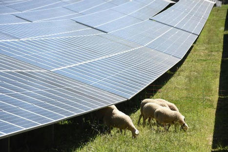 Un élevage sous les panneaux photovoltaïques en Haute-Vienne | Actualité Bétail | Scoop.it