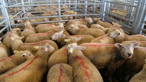 Moins d'agneaux à l'abattoir en avril | Actualité Bétail | Scoop.it