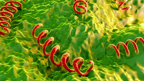 La recrudescence de la syphilis a une origine commune | sida | Scoop.it