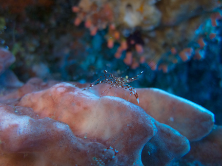 Underwater preset for diving photographers | Presets Lightroom | Scoop.it