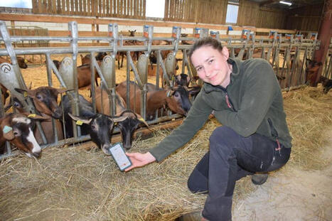 Avec Ubiq, les donn&eacute;es des ch&egrave;vres sur son Smartphone | SCIENCES DE L' ANIMAL | Scoop.it