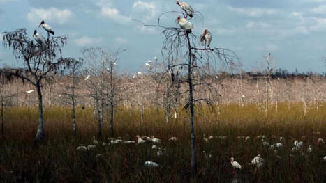 ‘Forever chemicals’ are new environmental threat for Florida’s Everglades | Coastal Restoration | Scoop.it