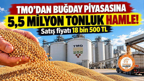 TMO to Release 5.5 Mt of Wheat onto the Market, October Sale Prices Announced | MED-Amin network | Scoop.it