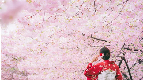 JAPON : Le changement climatique rend la floraison des cerisiers complexe &agrave; pr&eacute;dire | ASIES | Scoop.it