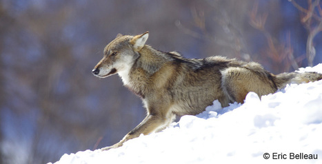 La France va tuer 36 loups, contre l'avis des Français et en infraction avec la loi - notre-planete.info | Pastoralisme Ours Loups Lynx | Scoop.it